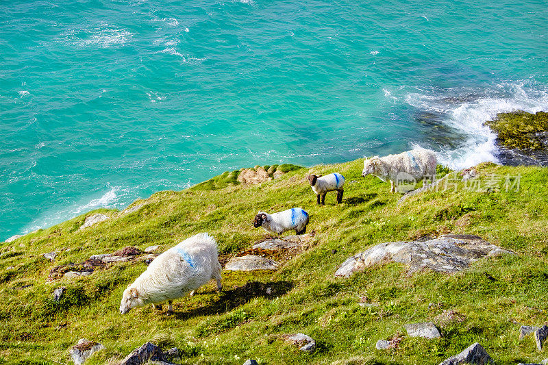 苏格兰外赫布里底群岛(Outer Hebrides)，路易斯和哈里斯岛(Lewis and Harris)南部，面向大海的绵羊和小羊羔